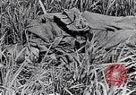 Image of French medics transporting a wounded on a litter France, 1916, second 42 stock footage video 65675028111