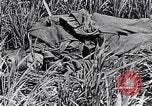 Image of French medics transporting a wounded on a litter France, 1916, second 43 stock footage video 65675028111