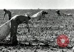 Standbild Rinderfarmen Texas United States USA, 1942, aus Sekunde 29 historischem Filmmaterial Videoclip 65675028175