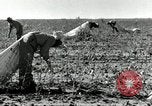 Standbild Rinderfarmen Texas United States USA, 1942, aus Sekunde 30 historischem Filmmaterial Videoclip 65675028175
