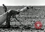 Standbild Rinderfarmen Texas United States USA, 1942, aus Sekunde 31 historischem Filmmaterial Videoclip 65675028175