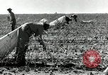 Standbild Rinderfarmen Texas United States USA, 1942, aus Sekunde 32 historischem Filmmaterial Videoclip 65675028175