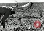 Standbild Rinderfarmen Texas United States USA, 1942, aus Sekunde 33 historischem Filmmaterial Videoclip 65675028175