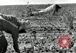 Standbild Rinderfarmen Texas United States USA, 1942, aus Sekunde 34 historischem Filmmaterial Videoclip 65675028175