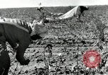 Standbild Rinderfarmen Texas United States USA, 1942, aus Sekunde 35 historischem Filmmaterial Videoclip 65675028175
