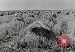 Standbild Reis Farm Texas United States USA, 1942, aus Sekunde 1 historischem Filmmaterial Videoclip 65675028176