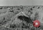 Standbild Reis Farm Texas United States USA, 1942, aus Sekunde 3 historischem Filmmaterial Videoclip 65675028176