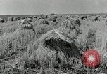 Standbild Reis Farm Texas United States USA, 1942, aus Sekunde 5 historischem Filmmaterial Videoclip 65675028176