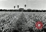 Standbild Reis Farm Texas United States USA, 1942, aus Sekunde 12 historischem Filmmaterial Videoclip 65675028176