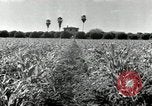 Standbild Reis Farm Texas United States USA, 1942, aus Sekunde 13 historischem Filmmaterial Videoclip 65675028176