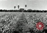 Standbild Reis Farm Texas United States USA, 1942, aus Sekunde 14 historischem Filmmaterial Videoclip 65675028176