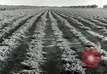 Standbild Reis Farm Texas United States USA, 1942, aus Sekunde 15 historischem Filmmaterial Videoclip 65675028176
