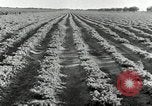 Standbild Reis Farm Texas United States USA, 1942, aus Sekunde 16 historischem Filmmaterial Videoclip 65675028176