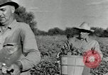 Standbild Reis Farm Texas United States USA, 1942, aus Sekunde 18 historischem Filmmaterial Videoclip 65675028176