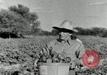 Standbild Reis Farm Texas United States USA, 1942, aus Sekunde 19 historischem Filmmaterial Videoclip 65675028176