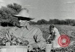Standbild Reis Farm Texas United States USA, 1942, aus Sekunde 20 historischem Filmmaterial Videoclip 65675028176