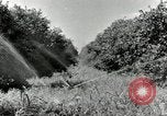 Standbild Reis Farm Texas United States USA, 1942, aus Sekunde 22 historischem Filmmaterial Videoclip 65675028176
