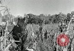 Standbild Reis Farm Texas United States USA, 1942, aus Sekunde 35 historischem Filmmaterial Videoclip 65675028176