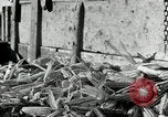 Standbild Reis Farm Texas United States USA, 1942, aus Sekunde 39 historischem Filmmaterial Videoclip 65675028176