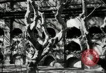 Image of Paco cemetery Manila Philippines, 1916, second 20 stock footage video 65675028180