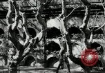 Image of Paco cemetery Manila Philippines, 1916, second 22 stock footage video 65675028180