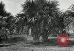 Standbild Frauen Philippinen, 1936, aus Sekunde 11 historischem Filmmaterial Videoclip 65675028186