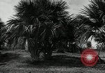 Standbild Frauen Philippinen, 1936, aus Sekunde 13 historischem Filmmaterial Videoclip 65675028186