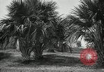 Standbild Frauen Philippinen, 1936, aus Sekunde 14 historischem Filmmaterial Videoclip 65675028186