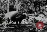 Standbild Männer Philippinen, 1936, aus Sekunde 10 historischem Filmmaterial Videoclip 65675028187