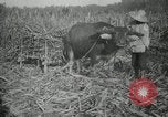 Standbild Mann Philippinen, 1936, aus Sekunde 3 historischem Filmmaterial Videoclip 65675028188