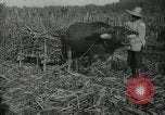 Standbild Mann Philippinen, 1936, aus Sekunde 4 historischem Filmmaterial Videoclip 65675028188