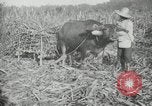 Standbild Mann Philippinen, 1936, aus Sekunde 5 historischem Filmmaterial Videoclip 65675028188