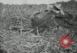 Standbild Mann Philippinen, 1936, aus Sekunde 7 historischem Filmmaterial Videoclip 65675028188