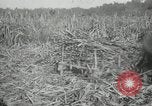Standbild Mann Philippinen, 1936, aus Sekunde 9 historischem Filmmaterial Videoclip 65675028188