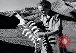 Image of Georgia O'Keeffe New Mexico United States USA, 1948, second 31 stock footage video 65675028209