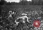 Image spongieuse et d'autres ravageurs United States USA, 1928, de la seconde 52 séquences d'archives historiques vidéo 65675028360