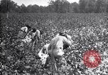 Image spongieuse et d'autres ravageurs United States USA, 1928, de la seconde 53 séquences d'archives historiques vidéo 65675028360