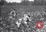 Image spongieuse et d'autres ravageurs United States USA, 1928, de la seconde 54 séquences d'archives historiques vidéo 65675028360