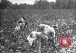 Image spongieuse et d'autres ravageurs United States USA, 1928, de la seconde 55 séquences d'archives historiques vidéo 65675028360