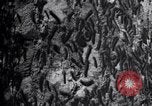 Standbild Insekten United States USA, 1928, aus Sekunde 14 historischem Filmmaterial Videoclip 65675028363