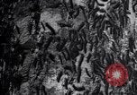 Standbild Insekten United States USA, 1928, aus Sekunde 15 historischem Filmmaterial Videoclip 65675028363