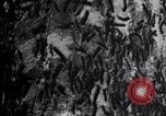 Standbild Insekten United States USA, 1928, aus Sekunde 16 historischem Filmmaterial Videoclip 65675028363