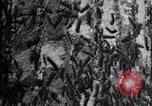 Standbild Insekten United States USA, 1928, aus Sekunde 17 historischem Filmmaterial Videoclip 65675028363