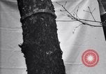 Standbild Insekten United States USA, 1928, aus Sekunde 19 historischem Filmmaterial Videoclip 65675028363