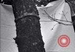 Standbild Insekten United States USA, 1928, aus Sekunde 21 historischem Filmmaterial Videoclip 65675028363