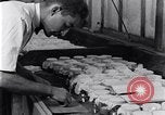 Standbild marine Borer Beaufort United States USA, 1930, aus Sekunde 36 historischem Filmmaterial Videoclip 65675028368
