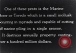 Standbild marine Borer Beaufort United States USA, 1930, aus Sekunde 37 historischem Filmmaterial Videoclip 65675028368