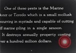 Standbild marine Borer Beaufort United States USA, 1930, aus Sekunde 41 historischem Filmmaterial Videoclip 65675028368