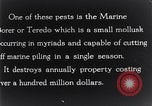 Standbild marine Borer Beaufort United States USA, 1930, aus Sekunde 43 historischem Filmmaterial Videoclip 65675028368
