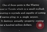 Standbild marine Borer Beaufort United States USA, 1930, aus Sekunde 44 historischem Filmmaterial Videoclip 65675028368